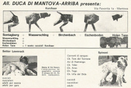 Allevamento Cani DUCA DI MANTOVA-ARRIBA - Pubblicità 1972 - Advertising - Publicidad