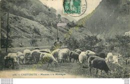 65.  CAUTERETS . Moutons à La Montagne . - Cauterets