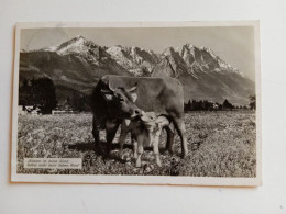 D202638   AK- CPA  Bayern - Hindelang  1933  - Kuh Mit Ihrem Kalb In Den Deutschen Alpen, Cow With Its Calf - Hindelang