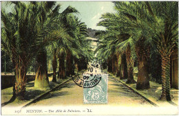 06 - MENTON - Une Allée De Palmiers - Menton