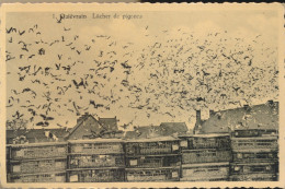 QUIEVRAIN        LACHER DE PIGEONS          2 SCANS - Quiévrain