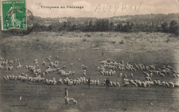 12-AVEYRON FOLKLORE TROUPEAU AU PATURAGE-N°T5274-B/0359 - Sonstige & Ohne Zuordnung