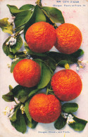 06-COTE D AZUR ORANGES-N°T5274-C/0121 - Otros & Sin Clasificación