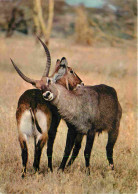 Animaux - Antilope - Faune Africaine - CPM - Voir Scans Recto-Verso - Autres & Non Classés