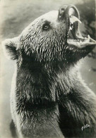 Animaux - Ours - Mention Photographie Véritable - Carte Dentelée - CPSM Grand Format - Voir Scans Recto-Verso - Bears