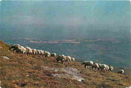 Animaux - Moutons - Alto De Larun - CPM - Voir Scans Recto-Verso - Autres & Non Classés