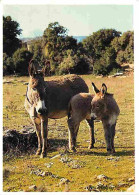 Animaux - Anes - Ile De Ré - Anon - Flamme Postale - CPM - Voir Scans Recto-Verso - Donkeys