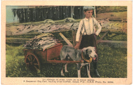 CPA Carte Postale Canada Québec Attelage De Chien  Tirant De La Morue Séchée VM80628ok - Otros & Sin Clasificación