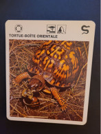 Fiche Illustrée Animaux  ** Reptiles  ** Tortue-Boîte Orientale - Dieren