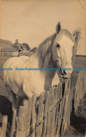 R084482 Old Postcard. Horse - Monde