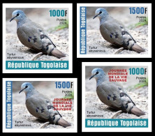 TOGO 2024 SET 4V IMPERF - REG & OVERPRINT - DOVE DOVES PIGEON PIGEONS - BIRDS OISEAUX VOGEL - MNH - Piccioni & Colombe