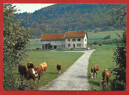 Bouvante-le-Bas (26) Auberge Du Pionnier 2scans Vaches - Autres & Non Classés