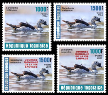 TOGO 2024 SET 4V - REG & OVERPRINT - SARKIDIORNIS DUCK DUCKS CANARD CANARDS - BIRDS OISEAUX VOGEL - MNH - Entenvögel