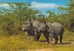 Tiere: African Wild Life, Rhino, Nashörner Gl1987 #G5130 - Sonstige & Ohne Zuordnung