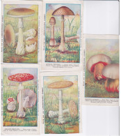 CHROMOS - CHROMO - LABORATOIRE  CISBEY PARIS  - LOT DE 5  IMAGES  THEME DU CHAMPIGNON - Other & Unclassified