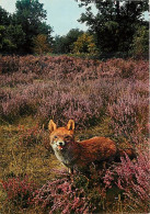 Animaux - Renards - Sologne - Bruyères - Fox - CPM - Voir Scans Recto-Verso - Andere & Zonder Classificatie