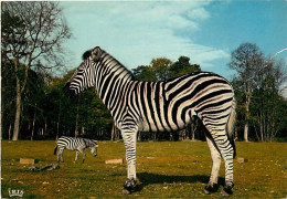 Animaux - Zèbres - Réserve Africaine Du Château De Thoiry En Yvelines - Zoo - CPM - Etat Pli Visible - Voir Scans Recto- - Cebras