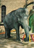 Animaux - Eléphants - Eléphant Dans Un Zoo - CPM - Voir Scans Recto-Verso - Elephants