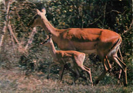 Animaux - Impala - Mère Et Son Petit - Carte Dentelée - CPSM Grand Format - Timbre Du Kenya - Voir Scans Recto-Verso - Other & Unclassified