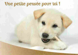 Animaux - Chiens - Labrador - Chiots - CPM - Voir Scans Recto-Verso - Chiens