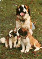 Animaux - Chiens - Saint Bernard - Chiots - CPM - Voir Scans Recto-Verso - Chiens