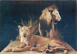 Animaux - Fauves - Lion - Museo Civico Di Storia Naturale Milano - Leone - CPM - Voir Scans Recto-Verso - Lions