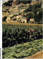 AGJP6-0535-45 - Vallée De La Dordogne - La ROQUE-GAGEAC - Dordogne - Récolte Du Tabac - Altri & Non Classificati