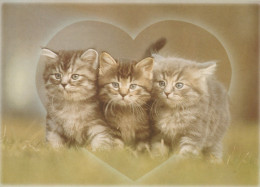 CAT KITTY Animals Vintage Postcard CPSM #PAM531.A - Gatos