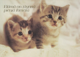 KATZE MIEZEKATZE Tier Vintage Ansichtskarte Postkarte CPSM #PAM340.A - Cats