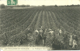 37  LES VENDANGES EN TOURAINE - LES VENDANGEURS DANS UN VIGNOBLE (écornée) (ref 146) - Sonstige & Ohne Zuordnung