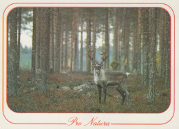 CERF Animaux Vintage Carte Postale CPSM #PBS553.A - Otros & Sin Clasificación