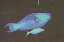 PESCADO Vintage Tarjeta Postal CPSMPF #PKG950.A - Fish & Shellfish
