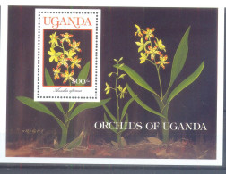 OEGANDA  (ORC085) XC - Orchidées