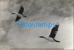 228739 UK FALKLAND ISLAND ISLAS MALVINAS BIRDS SHAGS IN FLIGHT POSTAL POSTCARD - Altri & Non Classificati