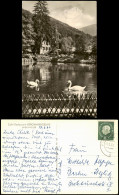 Ansichtskarte Badenweiler Partie Am Café-Restaurant BERGMANNSRUHE 1960 - Badenweiler