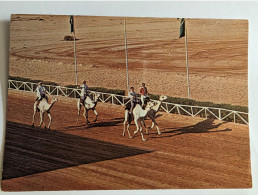 CP - Riyadh Arabie Saoudite Horse And Camel Race Track Course De Chameaux - Saudi-Arabien