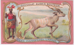 CHROMOS - CHROMO - CHOCOLAT GUERIN BOUTRON - LES MAMMIFERES - L' ANTILOPE - Guérin-Boutron