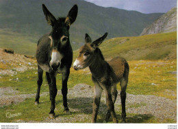 2051 Pyrénées Beaux Anes En Montagne En 2004 Editions Thouand Biarritz - Donkeys