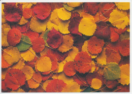 Postal Stationery Sweden Autumn Leaves - Árboles