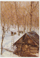 Postal Stationery Canada Maple Sugar Bush - Horse - Alberi