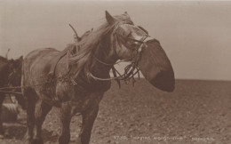ASINO Animale Vintage CPA Cartolina #PAA148.IT - Donkeys
