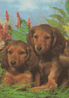CANE Animale Vintage Cartolina CPSM #PAN741.IT - Chiens