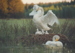 UCCELLO Animale Vintage Cartolina CPSM #PAN289.IT - Birds