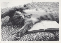 GATTO KITTY Animale Vintage Cartolina CPSM #PAM353.IT - Chats