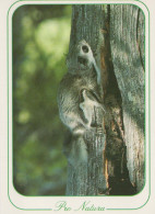 SQUIRREL Animals Vintage Postcard CPSM #PBS709.GB - Sonstige & Ohne Zuordnung