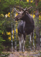 DEER Animals Vintage Postcard CPSM #PBS581.GB - Autres & Non Classés