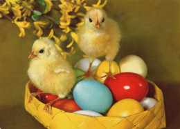 EASTER CHICKEN EGG Vintage Postcard CPSM #PBO906.GB - Pâques