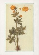 FLOWERS Vintage Postcard CPSM #PAS443.GB - Flowers