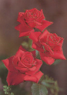 FLOWERS Vintage Postcard CPSM #PAR902.GB - Blumen