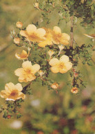 FLOWERS Vintage Postcard CPSM #PAR542.GB - Blumen